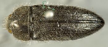 Media type: image;   Entomology 24422 Aspect: habitus dorsal view